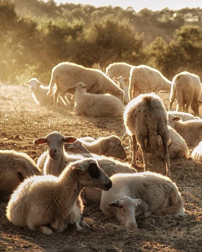 7 OTTIME RAGIONI Per scegliere un BEDDING in LANA BIOLOGICA GOTS